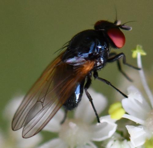 Silba fumosa
